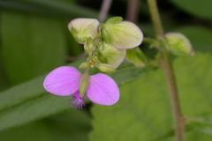 Polygala persicariifolia